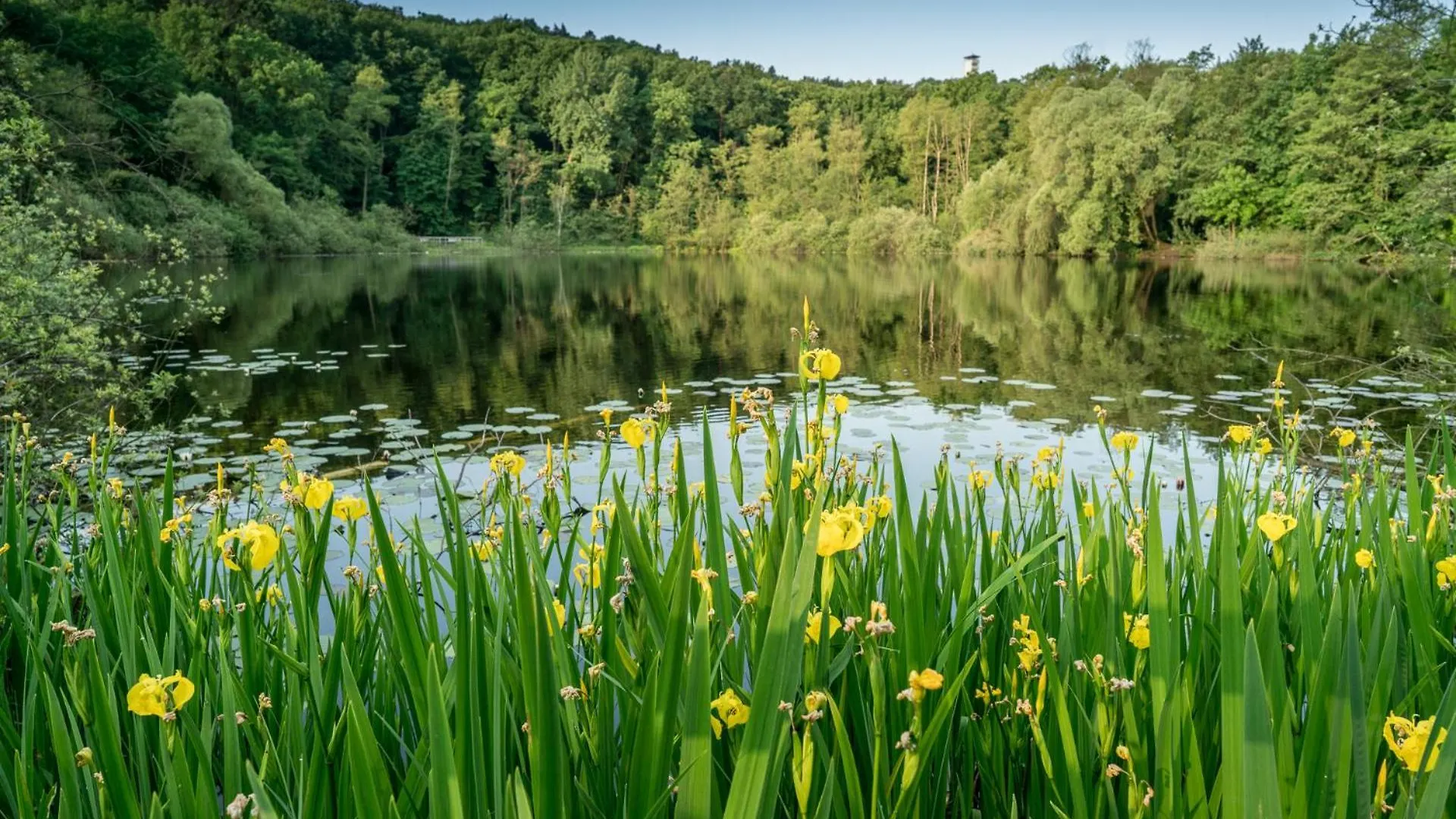 Ferienpark Ruebezahl Am Mueggelsee, Haus 14 Linde Mit Eigener Sauna, Idealer Ort Fuer Natur- Und Erholungssuchende, Fuer Radfahrer, Familien Mit Kindern Und Hundeliebhaber Berlin Deutschland